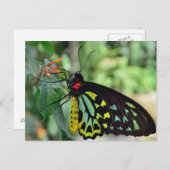 Cairns Birdwing Butterfly Foto Briefkaart (Voorkant / Achterkant)