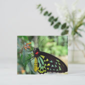 Cairns Birdwing Vlinder Foto Ansichtkaart Briefkaart (Staand voorkant)
