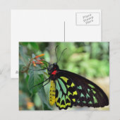 Cairns Birdwing Vlinder Foto Ansichtkaart Briefkaart (Voorkant / Achterkant)