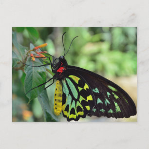 Cairns Birdwing Vlinder Foto Ansichtkaart Briefkaart