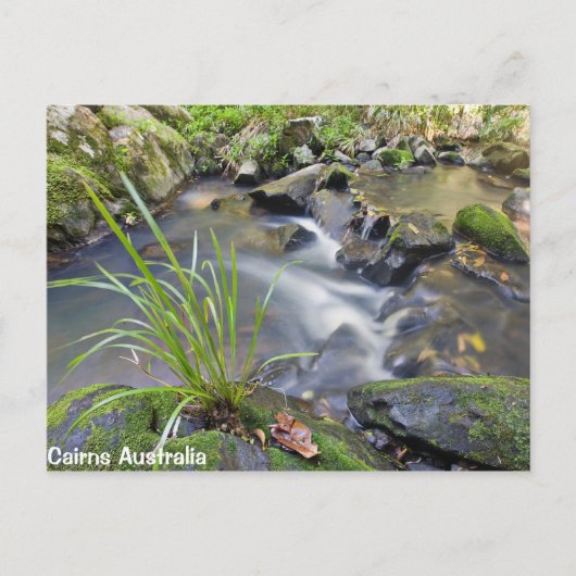 Cairns Forest Australia Post Card Briefkaart (Voorkant)