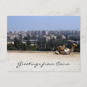 cairo camel briefkaart