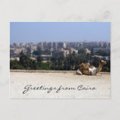cairo camel briefkaart (Voorkant)
