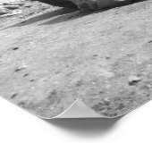 Caïro Egypt, Camel Jockeys Giza Pyramids (NR) 2 Poster (Hoek)