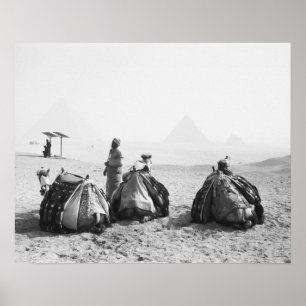 Caïro Egypt, Camel Jockeys Giza Pyramids (NR) Poster