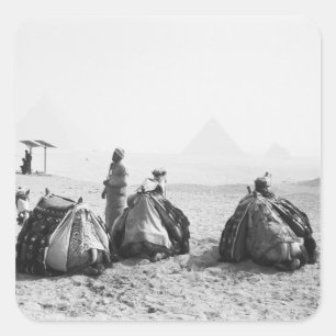 Caïro Egypte, Kamelenrenners Giza Piramides (NR) Vierkante Sticker