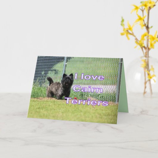 Caïro Kaart (Gele Bloem)