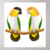 Caïro Parrot Love, Caique Parrot Love, Caïque ... Poster (Voorkant)