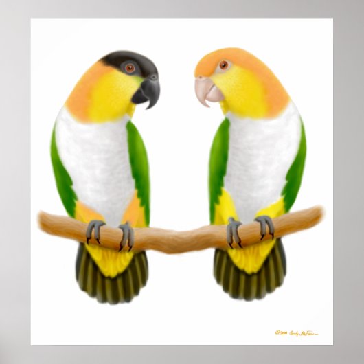Caïro Parrot Love, Caique Parrot Love, Caïque ... Poster (Voorkant)
