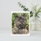 Caïro Terrier 9W048D-142_2 Briefkaart (Staand voorkant)