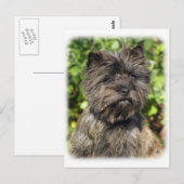 Caïro Terrier 9W048D-142_2 Briefkaart (Voorkant / Achterkant)