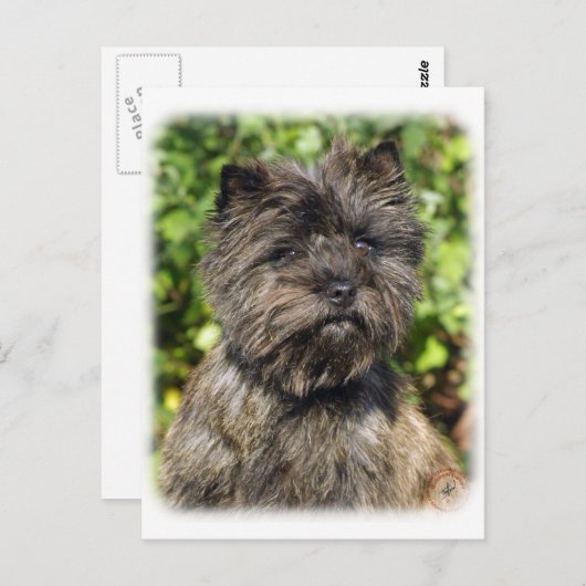Caïro Terrier 9W048D-142_2 Briefkaart (Voorkant / Achterkant)