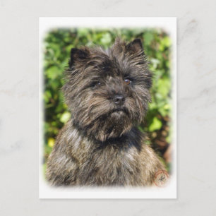 Caïro Terrier 9W048D-142_2 Briefkaart
