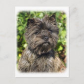 Caïro Terrier 9W048D-142_2 Briefkaart (Voorkant)