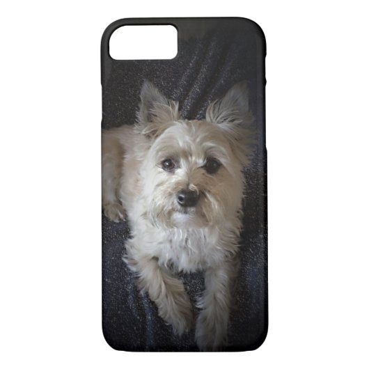 Caïro Terrier Dog Cute iPhone Case (Achterkant)