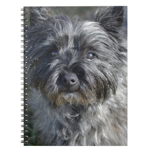 Caïro Terrier Face Notitieboek (Voorkant)
