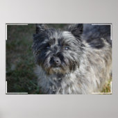 Caïro Terrier Face Poster (Voorkant)