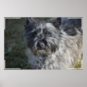 Caïro Terrier Face Poster