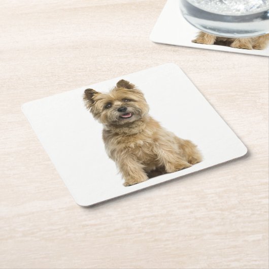 Caïro Terrier Puppy Dog Love Kartonnen Onderzetters (Schuin)