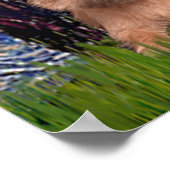 Caïro Terriers (drie) - Sterrennacht Poster (Hoek)