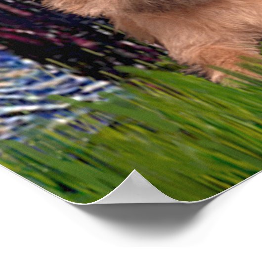 Caïro Terriers (drie) - Sterrennacht Poster (Hoek)