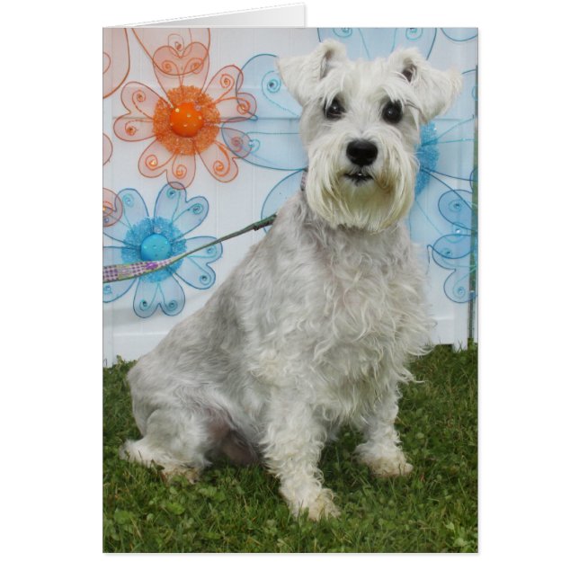 Caitlin - Schnauzer (Voorkant)