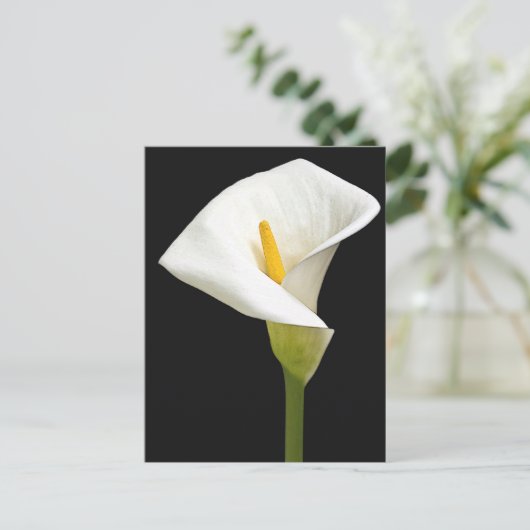 Cala Lillies Briefkaart (Staand voorkant)