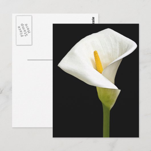 Cala Lillies Briefkaart (Voorkant / Achterkant)