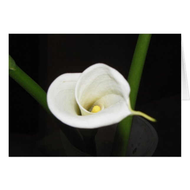 Cala Lily Card (Voorkant Horizontaal)