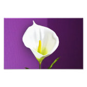 Cala Lily Flower Foto Afdruk (Voorkant)