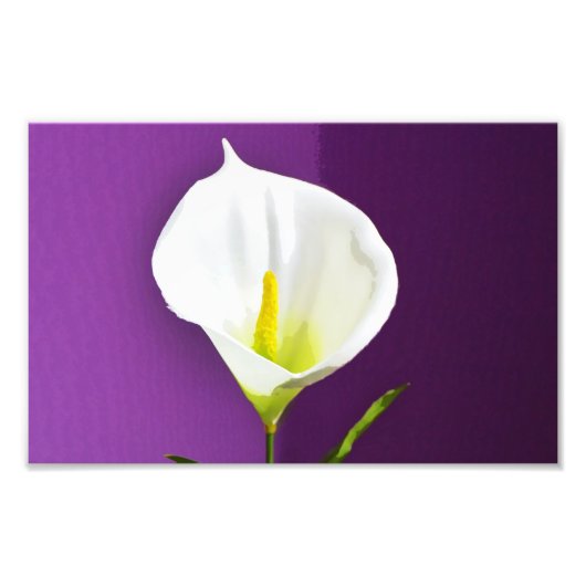 Cala Lily Flower Foto Afdruk (Voorkant)