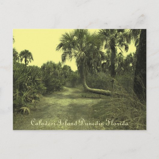 Caladesi Island Dunedin Fl Briefkaart (Voorkant)