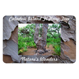 Caladesi Island Fl Harp Tree Premium Flexi Magnet Magneet