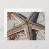 Caladesi Island Starfish Briefkaart (Voorkant / Achterkant)