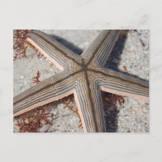 Caladesi Island Starfish Briefkaart (Voorkant)
