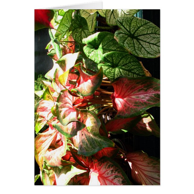 CALADIUM (Voorkant)