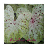 Caladium Bicolor Leaves Floral Tegeltje (Voorkant)