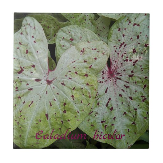 Caladium Bicolor Leaves Floral Tegeltje (Voorkant)