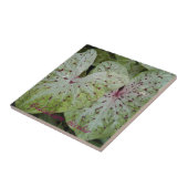 Caladium Bicolor Leaves Floral Tegeltje (Zijkant)