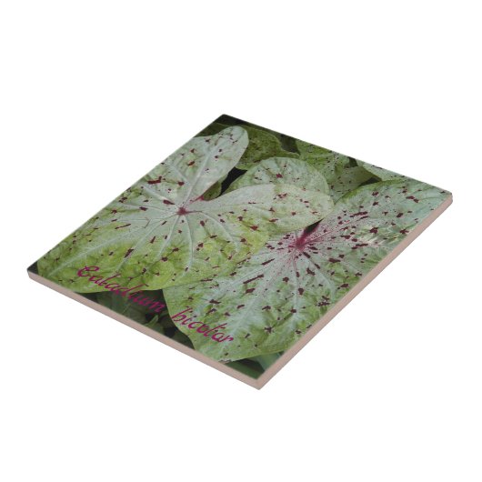 Caladium Bicolor Leaves Floral Tegeltje (Zijkant)