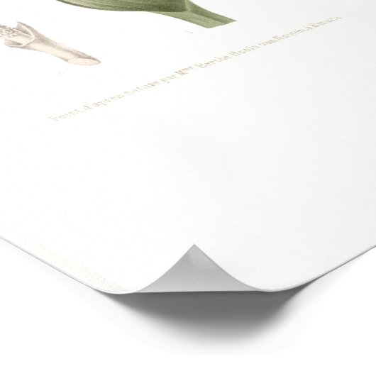 Caladium bicolor poster (Hoek)