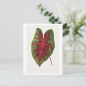 Caladium bicolor splendens bladillustratie. briefkaart (Staand voorkant)