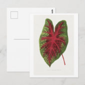 Caladium bicolor splendens bladillustratie. briefkaart (Voorkant / Achterkant)