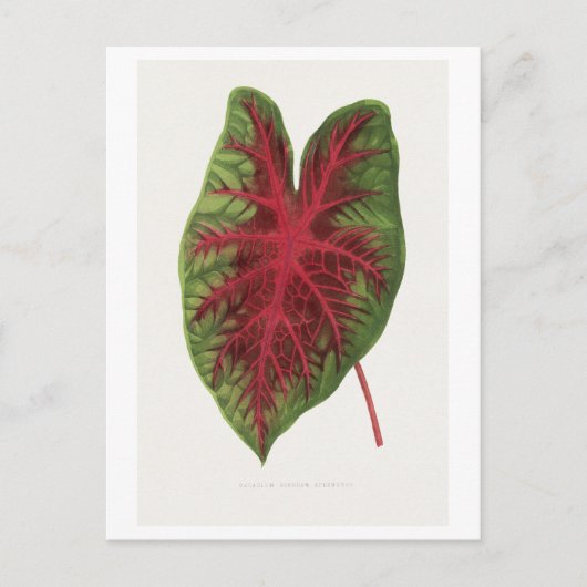 Caladium bicolor splendens bladillustratie. briefkaart (Voorkant)