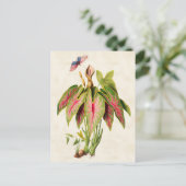 Caladium  Botanisch Briefkaart (Staand voorkant)