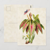 Caladium  Botanisch Briefkaart (Voorkant / Achterkant)
