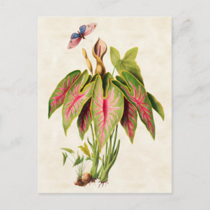 Caladium  Botanisch Briefkaart