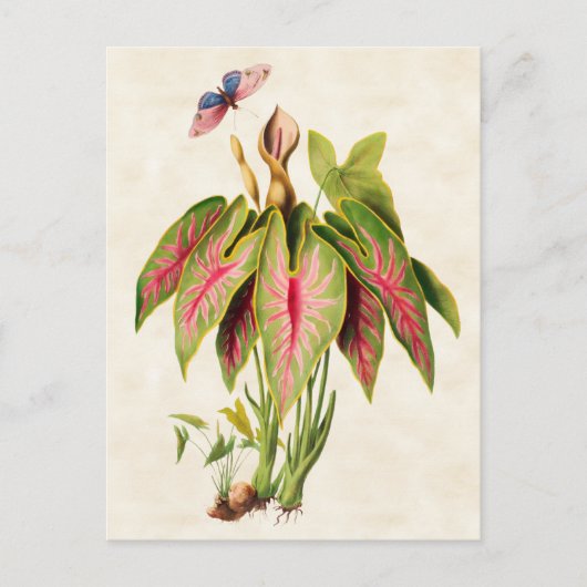 Caladium  Botanisch Briefkaart (Voorkant)