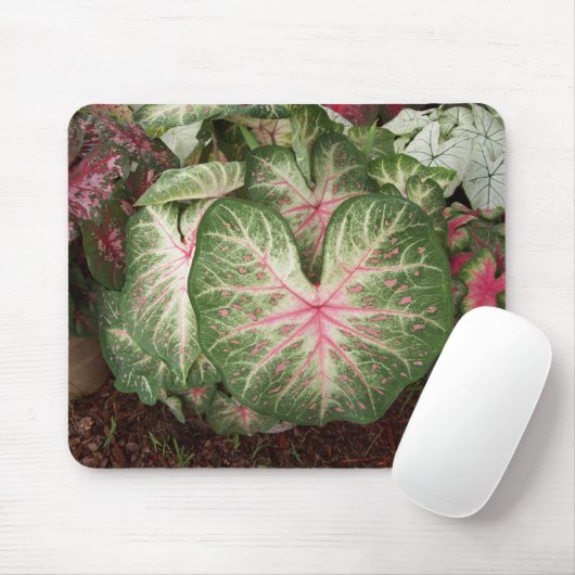 Caladium Galaxy Muismat (Met muis)