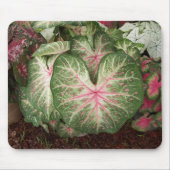 Caladium Galaxy Muismat (Voorkant)